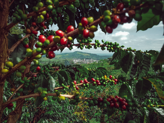 HIghlights of Shopping Local: The Best Hawaii Coffee Company and More